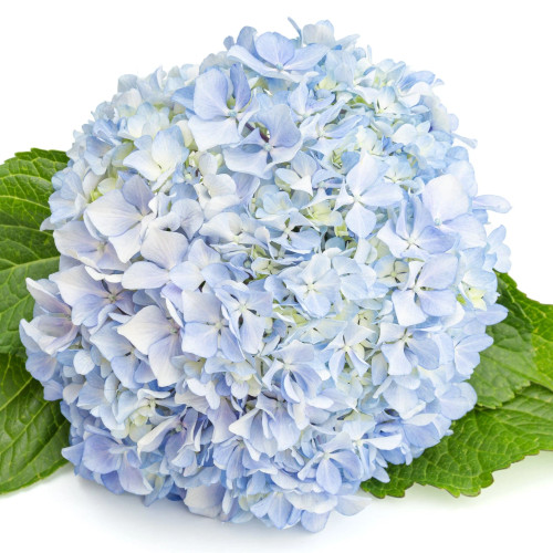 Light Blue Hydrangea – Bulk Focal Flower – Phoenix Arizona