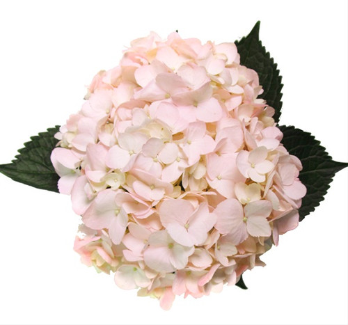 Flowers - Hydrangea - Arizona Flower Market