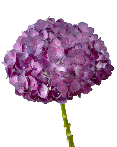 Purple Hydrangea – Bulk Focal Flower – Phoenix Arizona