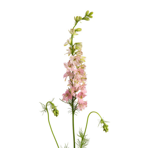 Light Pink Larkspur – Bulk Fresh Line Flower – Phoenix Arizona