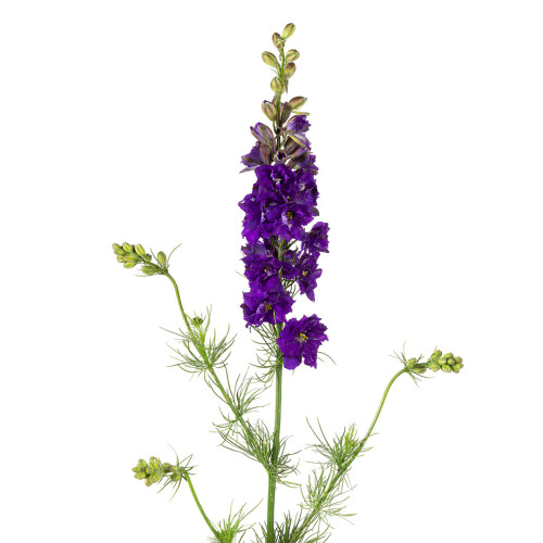 Purple Larkspur – Bulk Fresh Line Flower – Phoenix Arizona