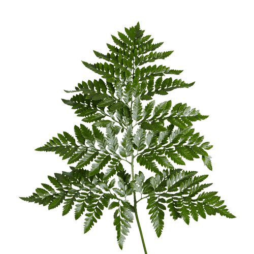 Leather Leaf – Bulk Fresh Greenery – Phoenix Arizona