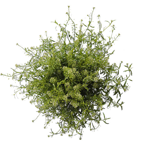 Green Dragon Lepidium – Bulk Fresh Filler Flower – Phoenix Arizona