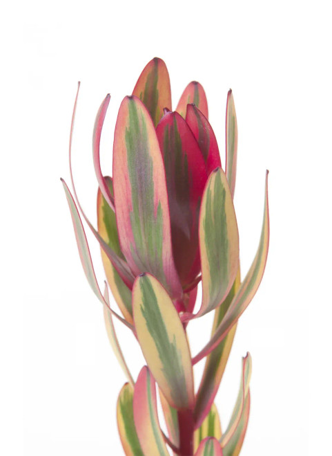 Jester Leucadendron – Bulk Foliage Accent – Phoenix Arizona