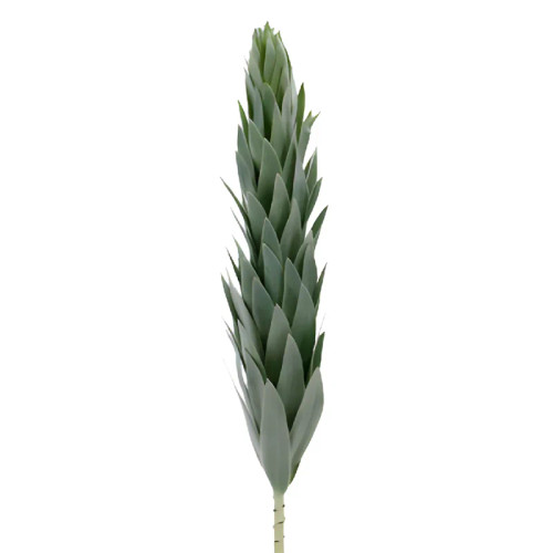 Silver Tree Leucadendron – Bulk Silvery Foliage – Phoenix Arizona