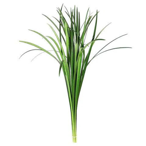 Green Lily Grass – Bulk Foliage Accent – Phoenix Arizona