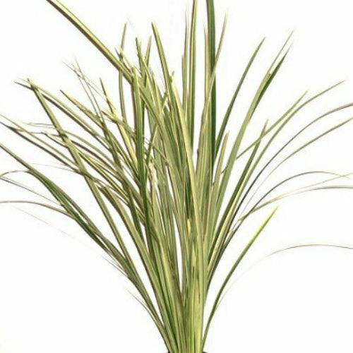 Variegated Lily Grass – Bulk Decorative Foliage – Phoenix Arizona
