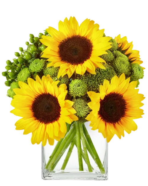Sunny & Sage compact sunflower bouquet with green button poms and hypericum – Phoenix AZ