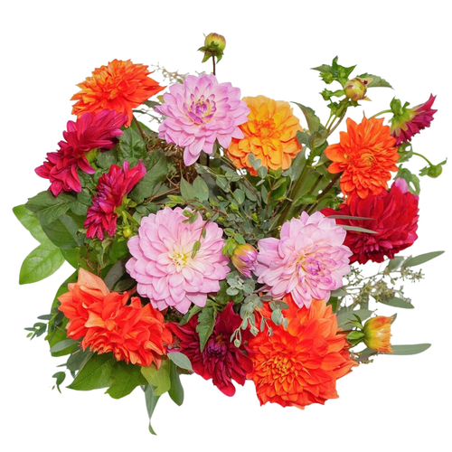 Dahlia Harvest bouquet with 12 mixed dahlias and foliage – Arizona Flower Market Phoenix AZ
