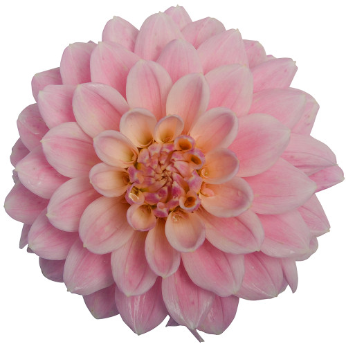 Bulk Light Pink Dahlia flowers – Arizona Flower Market Phoenix AZ