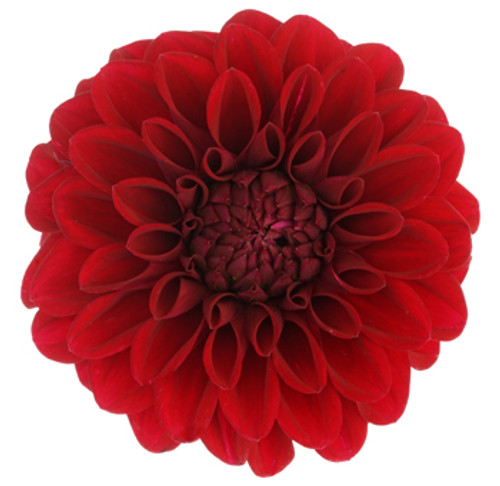 Bulk Red Dahlia flowers – Arizona Flower Market Phoenix AZ