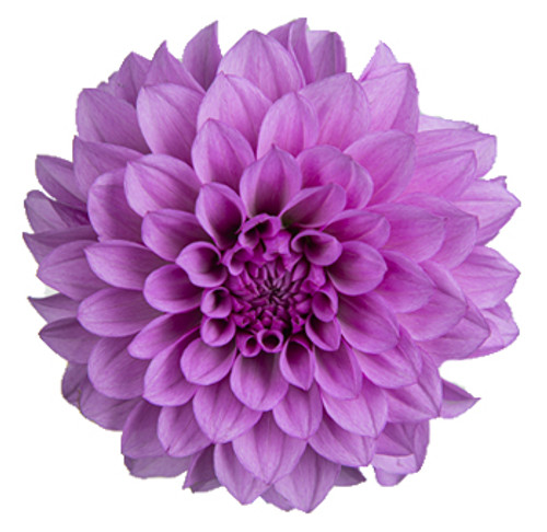 Bulk Lavender Dahlia flowers – Arizona Flower Market Phoenix AZ