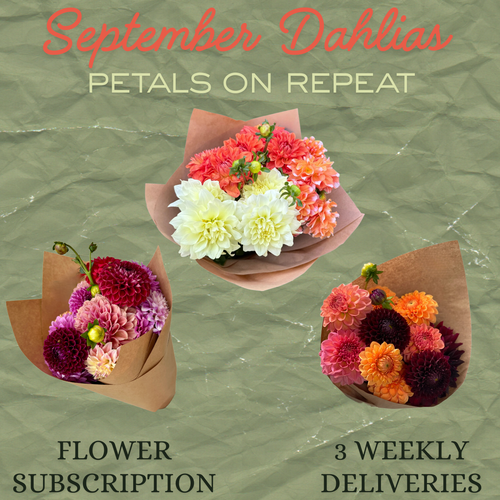 September Dahlias Petals on Repeat subscription – 10 fresh dahlias Phoenix, AZ September Dahlias Petals on Repeat subscription – 10 fresh dahlias Phoenix, AZ