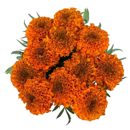 Marigold Dozen bouquet with twelve orange marigolds in Phoenix AZ. Marigold Dozen bouquet with twelve orange marigolds in Phoenix AZ.