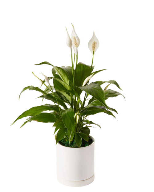 Inner Peace 4" peace lily in decorative pot delivery in Phoenix AZ