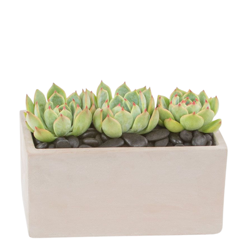 Succulent Trio with three matching succulents in container pickup Phoenix AZ Succulent Trio with three matching succulents in container pickup Phoenix AZ