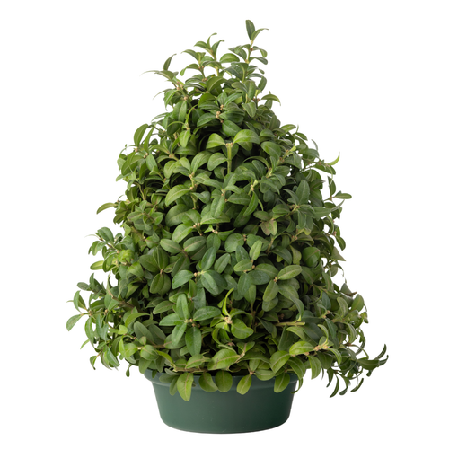 fresh boxwood tree 12 inch tabletop holiday greenery – Arizona Flower Market Phoenix AZ
