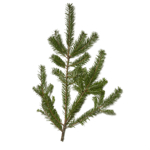 douglas fir bunch 2 lb fresh holiday greens – Arizona Flower Market Phoenix AZ