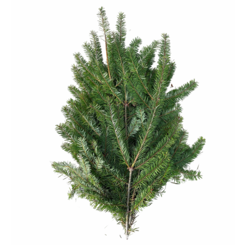 douglas fir boughs 25 lb case fresh holiday greens – Arizona Flower Market Phoenix AZ