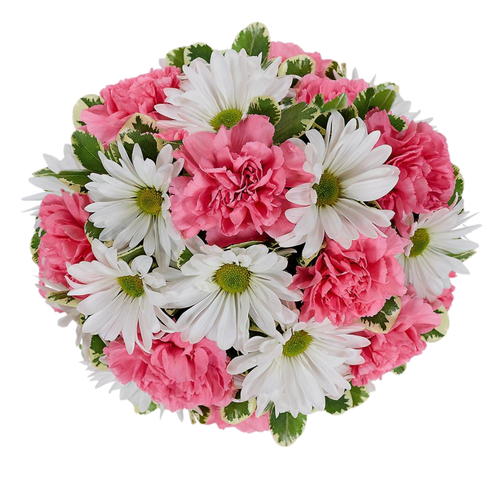 Soft Smile Carnation Farm Fresh Bouquet with light pink carnations and white daisies, Phoenix