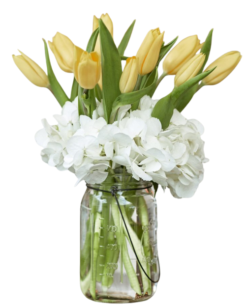 Sunny Tulip Charm yellow tulips and white hydrangea in mason jar vase – tulip flower delivery Phoenix Arizona