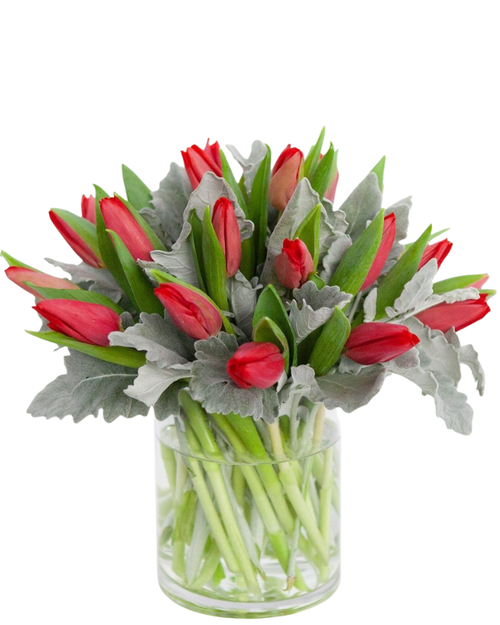 Crimson Tulip Charm red tulip arrangement with dusty miller in cylinder vase – tulip flower delivery Phoenix Arizona