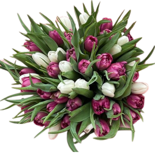 Velvet Tulip Garden farm fresh bouquet with purple and white tulips – tulip bouquet Phoenix Arizona
