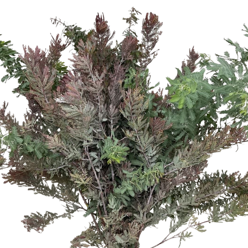 Acacia Purple greenery bulk with burgundy tones for weddings and floral design in Phoenix Arizona