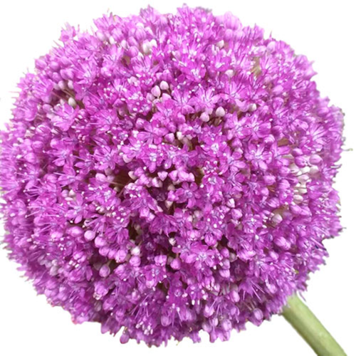 Allium giganteum bulk flowers with large purple globe blooms for weddings and floral design in Phoenix Arizona