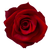 Red Rose