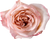 Light Pink Rose