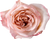 Light Pink Rose – Bulk Flower – Phoenix Arizona
