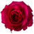 Hot Pink Rose