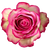 Bicolor Pink Rose – Bulk Flower – Phoenix Arizona