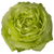 Green Rose – Bulk Flower – Phoenix Arizona Green Rose – Bulk Flower – Phoenix Arizona
