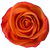 Orange Rose – Bulk Flower – Phoenix Arizona