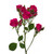 Hot Pink Spray Rose