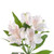 White Alstroemeria – Bulk Peruvian Lilies – Phoenix Arizona
