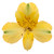 Close-up of bright yellow alstroemeria flowers with delicate striping and multiple blooms per stem.