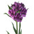 Purple Alstroemeria – Bulk Peruvian Lilies – Phoenix Arizona