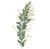 Acacia Knife Blade greenery bulk with long narrow leaves for floral design and weddings in Phoenix Arizona