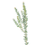 Acacia Knife Blade greenery bulk with long narrow leaves for floral design and weddings in Phoenix Arizona