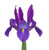 Purple Iris – Bulk Fresh Line Flower – Phoenix Arizona