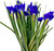 Dark Blue Iris – Bulk Fresh Line Flower – Phoenix Arizona