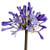 Purple Agapanthus – Bulk Flower – Phoenix Arizona