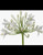 White Agapanthus – Bulk Flower – Phoenix Arizona