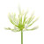 White Agapanthus – Bulk Flower – Phoenix Arizona