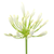 White agapanthus bulk flowers with tall stems and clustered blooms for weddings and floral design in Phoenix Arizona