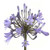 Blue Agapanthus – Bulk Flower – Phoenix Arizona