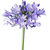 Blue agapanthus bulk flowers with tall stems and clustered blooms for weddings and floral design in Phoenix Arizona